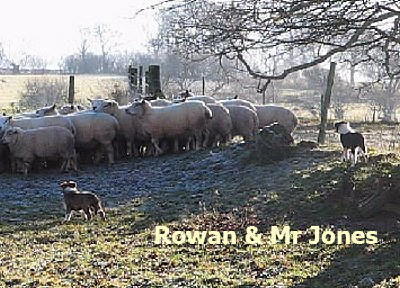 Welsh Sheepdog pups Wilden Jones and Wilden Rowan